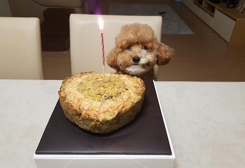 닭가슴살 삶고 썰어 10시간씩 말려 강아지에 먹여요 닭가슴살 삶고 썰어 10시간씩 말려 강아지에 먹여요