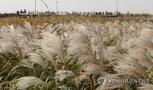 영화 Jsa 촬영지' 서천 신성리 갈대밭 새단장…스카이워크 설치 | 연합뉴스