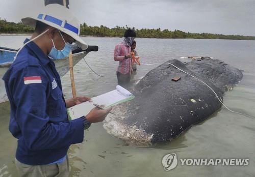 향유고래 사체를 조사 중인 국립공원 관계자들