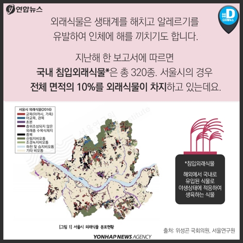 [카드뉴스] '핑크뮬리' 밭 전국에 확대…"생태계 교란 우려" 목소리도5