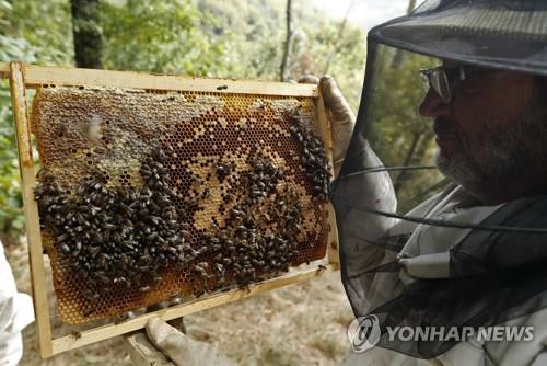 지구촌 식량안보 '첨병' 꿀벌의 대재앙 막을 백신 개발