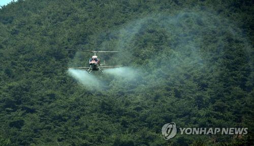 충남 태안 소나무 4그루 재선충병 감염…긴급 방제