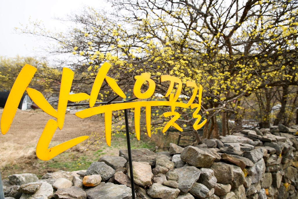 이천 백사 산수유꽃축제 개막…1만7천그루 노란물결 | 연합뉴스