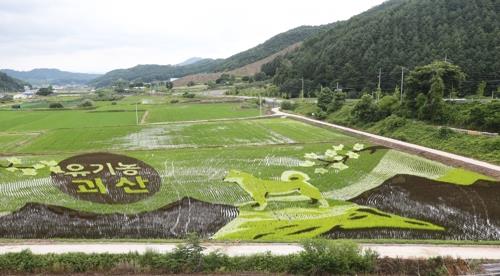 '논 그림' 원조 괴산군, 기해년 올해 작품은 '황금 돼지'