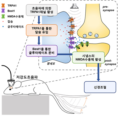 별 세포를 통한 저강도 초음파 신경조절 원리