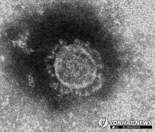 신종 코로나바이러스의 전자현미경 사진