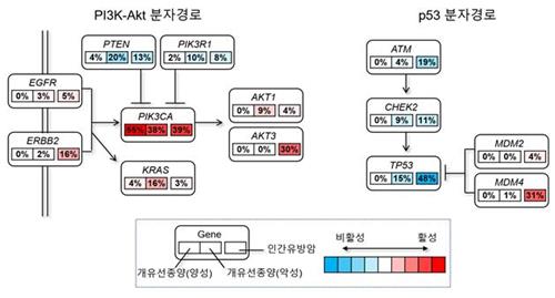 개 유선암과 인간 유방암에서의 'PIK3CA' 유전자의 변이 빈도