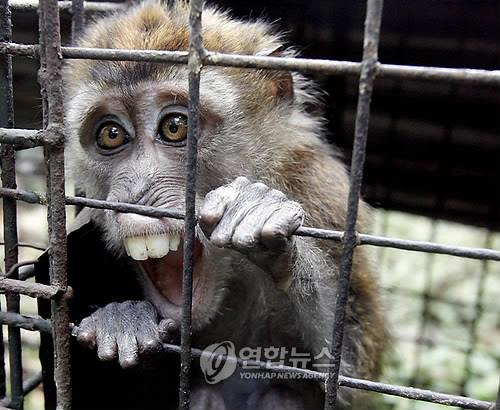 필리핀 원숭이. [EPA=연합뉴스 자료사진]