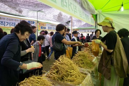 지난해 증평 인삼골 축제 인삼 직거래장 모습