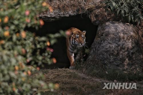네팔 랄리트푸르 중앙 동물원의 호랑이. [신화=연합뉴스]