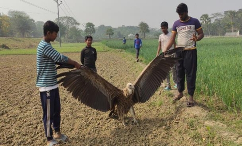 방글라데시서 상처 입은 독수리 두 청년이 구조