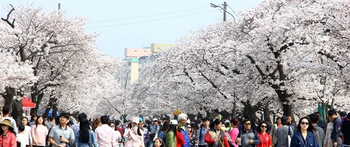 '야속한 코로나19'…정읍시 벚꽃축제 올해도 취소