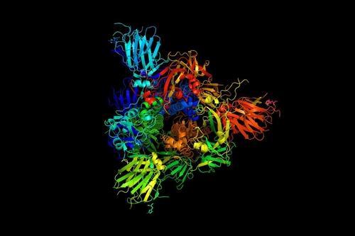 신종 코로나의 감염력을 좌우하는 스파이크 단백질 