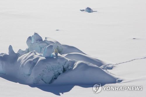 눈덮인 해빙 위의 북극곰