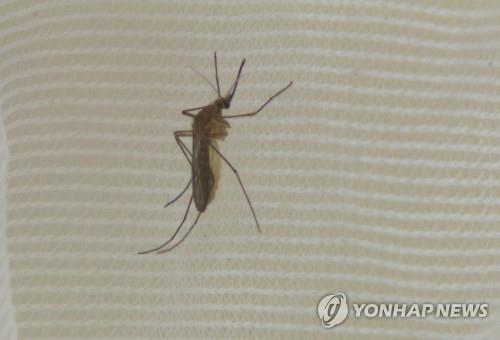 충북서 일본뇌염 매개 '작은빨간집모기' 첫 발견