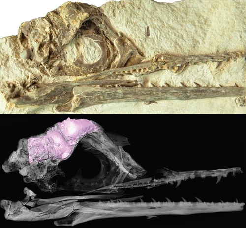 7천만년 전 조류 '이크티오르니스'의 두개골 화석(위)과 3D로 복원한 뇌구조 [CHRISTOPHER TORRES / THE UNIVERSITY OF TEXAS AT AUSTIN 제공. 재판매 및 DB 금지]