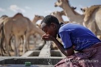 [월드&포토] 가뭄에 말라죽는 가축들…기후재난에 절규하는 케냐