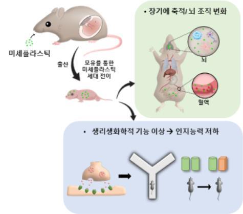 (초)미세플라스틱이 모체로부터 자손으로 세대 전이 되는 과정과 자손의 뇌 발달 이상을 유도하는 과정에 대한 모식도. [한국생명공학연구원 제공. 재판매 및 DB 금지]