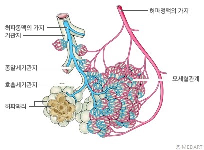 폐포와 모세혈관 구조