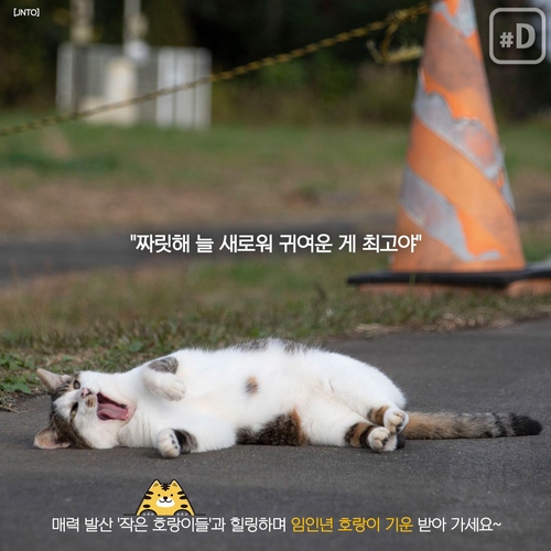 [Y imazine] "호랑이해엔 고양이죠" 아시아 고양이마을 탐방 - 8