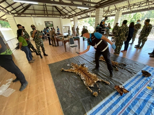태국 국립공원 관계자들이 압수된 호랑이 가죽 등을 살펴보고 있다. 