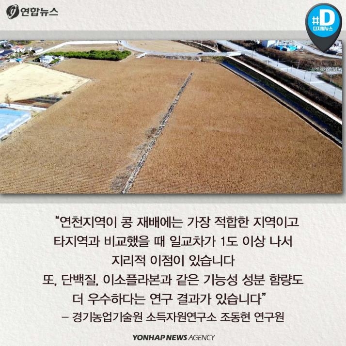 [카드뉴스] '청정 DMZ' 연천의 희망, 콩 심은데 꿈 난다! - 6