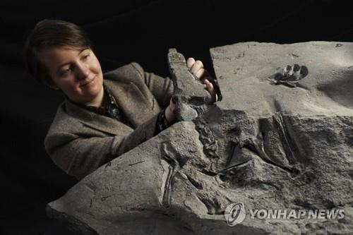 밀물과 싸워 건져낸 1억7천만년 전 최대 익룡 화석