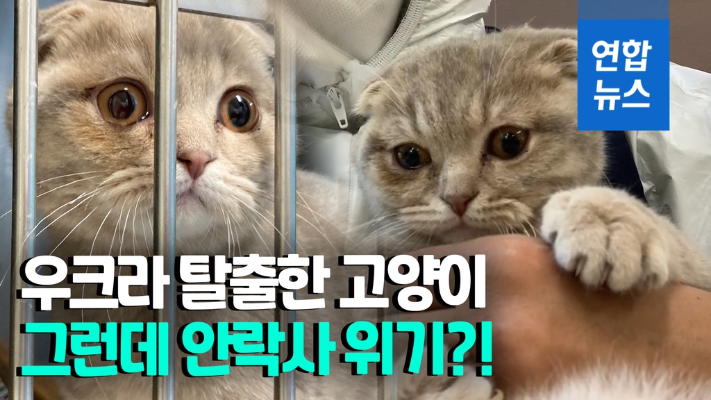 [영상] 전쟁 피해 한국 온 우크라 고양이…누리꾼 도움에 '안락사' 모면 - 2