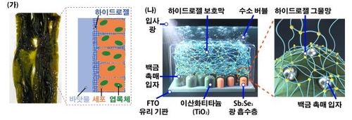 해조류 표면 구조 개요도와 하이드로젤 코팅된 광전극 구조 