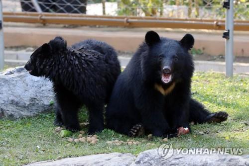 과일 먹는 새끼 반달가슴곰