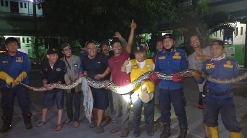 "마당에 6m짜리 비단뱀"…인도네시아 소방대 포획에 환호