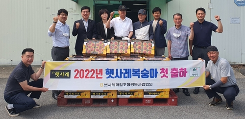 음성 '햇사레 복숭아' 출하…2만여t 생산 전망