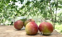 군산시청 광장서 7월21일 '김천 농특산물' 직거래장터