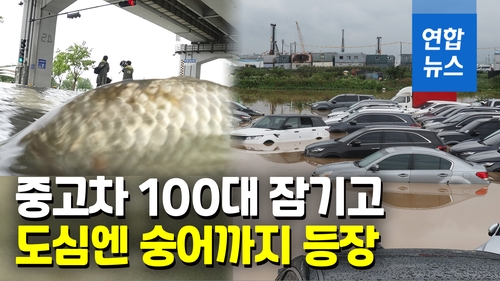 [영상] 330㎜ 물폭탄…한강 거슬러 올라가는 숭어 '펄떡' - 2