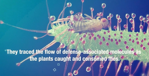 '공격이 최선의 방어'…벌레 먹는 식충식물 출발은 해충 방어