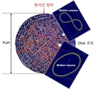 원자력연, '방사선 DNA 손상 정밀 예측 모델' 개발