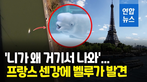 [영상] 북극해 서식 벨루가가 프랑스 센강에…"영양 실조" - 2