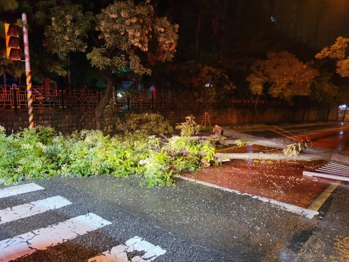 청주시 청원구 오창읍 각리의 한 도로에 폭우로 나무가 쓰러져 있는 모습.