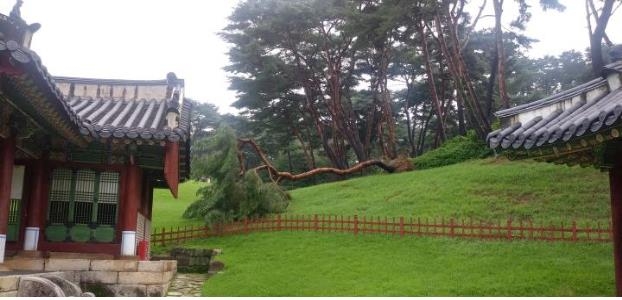 경기 남양주 사릉에서 소나무가 쓰러진 모습 