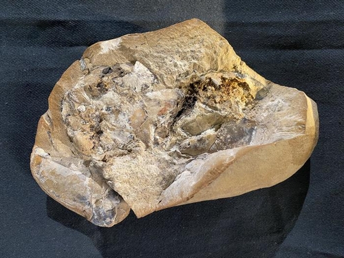 3억8천만년 전 심장 3D로 간직한 원시어류 '희귀' 화석 발굴