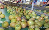 춘천시 전략작목 토마토·오이·복숭아 3년간 판매액 1천606억원