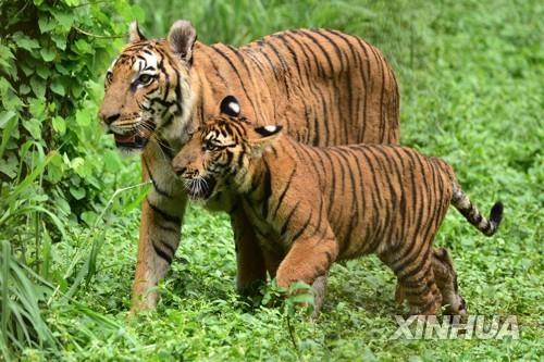 인도 아삼주 동물원의 호랑이. (기사 내용과는 직접 관련 없음)