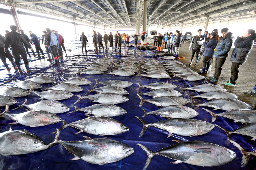 난대성 어류인 참다랑어가 제주해역에서 잡혀 부산공동어시장에서 하역되고 있다. 2016년 [연합뉴스 자료사진]