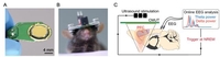 소형 동물 뇌 자극·뇌파 측정 초소형 초음파 시스템 개발