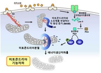 "고칼로리 식사가 당뇨병 유발하는 메커니즘 규명"