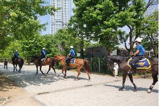 서울숲 순찰하는 말들