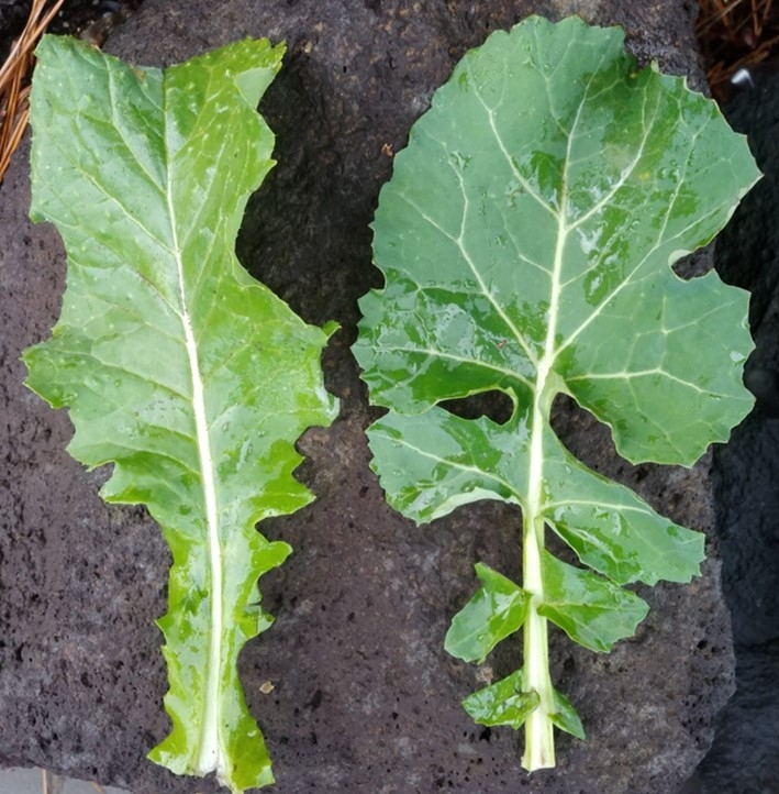 산동채잎(왼쪽)과 유채잎