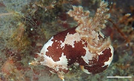 국가생물종목록에 새로 등재된 갈색꼭지갯민숭달팽이. [국립생물자원관 제공. 재판매 및 DB 금지] 