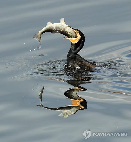 물고기 사냥하는 민물가마우지. [연합뉴스 자료 사진]