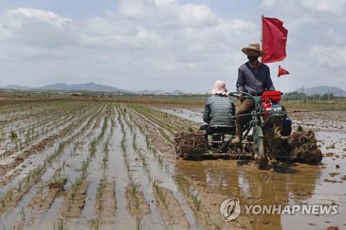 2021년 평양 남사공동농장에서 모를 심는 북한농민